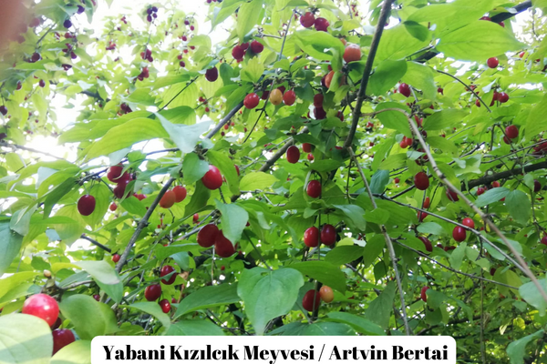 Kızılcığın faydaları