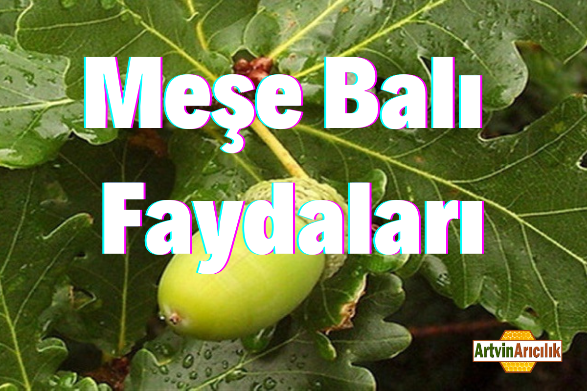 Meşe Balı  ve Faydaları 