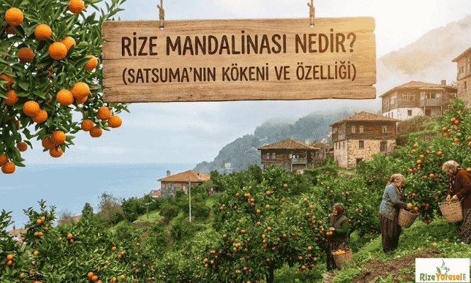 Rize Mandalinası (Satsuma) Nedir? Faydaları ve En İyi Mandalina Nasıl Seçilir?