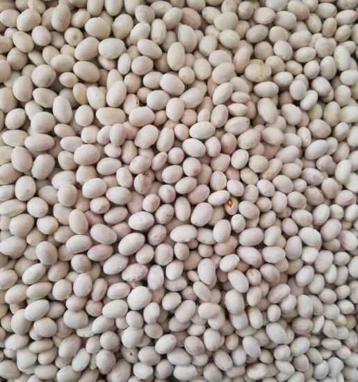 Benekli Şeker Fasulye, Artvin Berta (1 Kg)