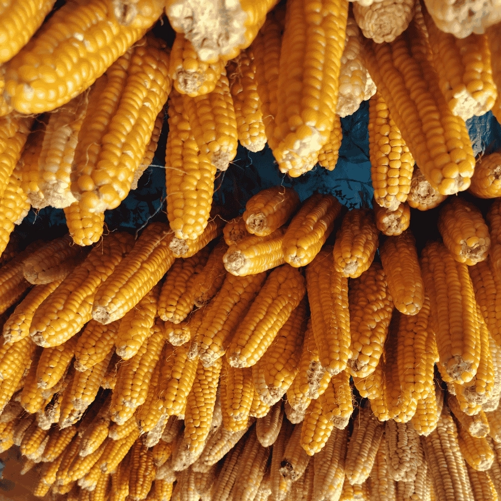 Ata Yadigarı Yerli Mısır Tohumu (500 g)