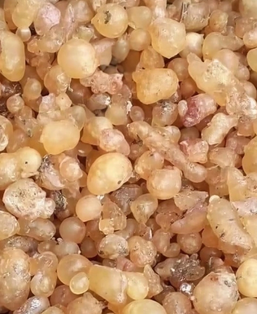 Çam Sakızı 40g  | Artvin Ladin Reçinesi Çiğnemelik Sakız