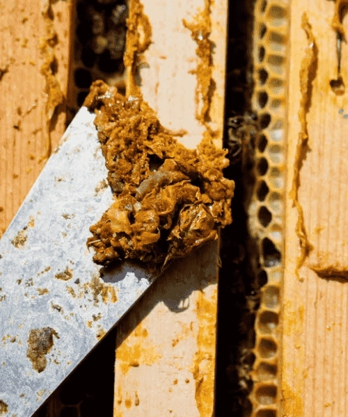 Su Bazlı Propolis Ekstraktı 20ml