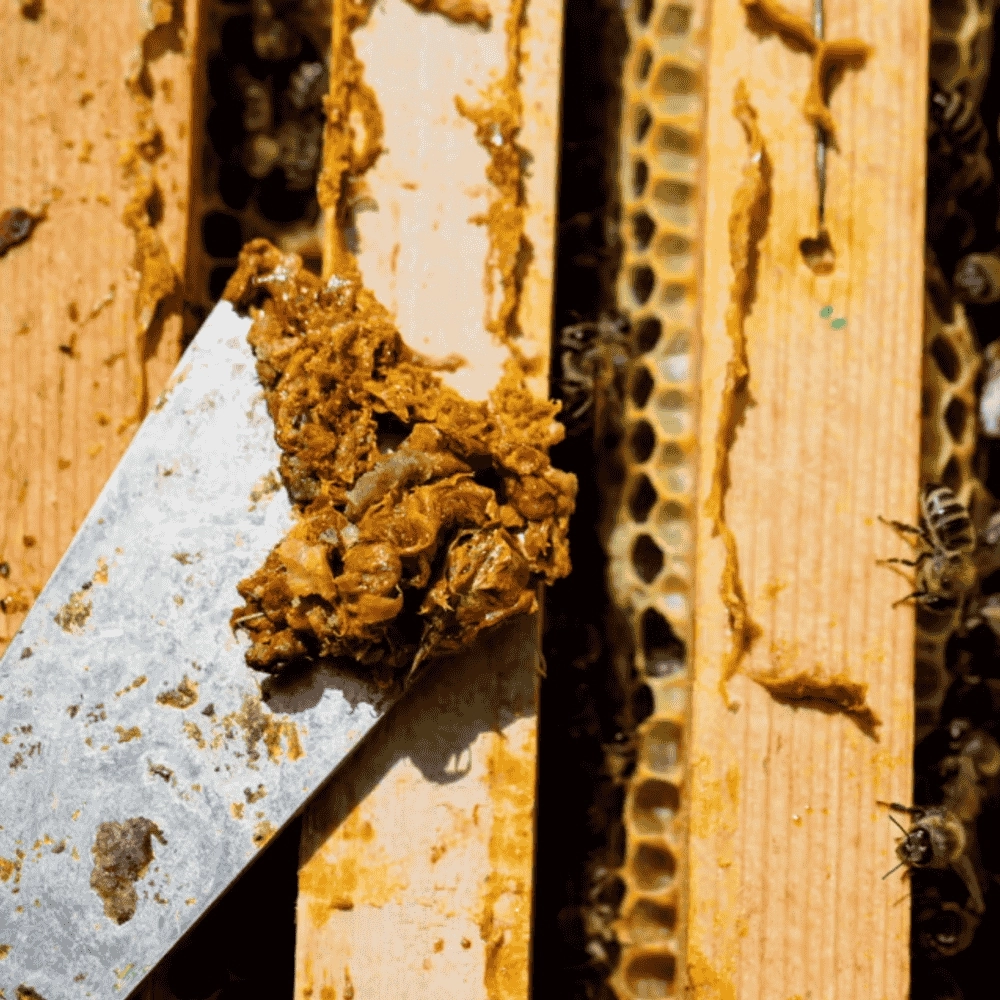 %100 Saf Kaçkar Dağı Ham Propolis Tozu 100 g