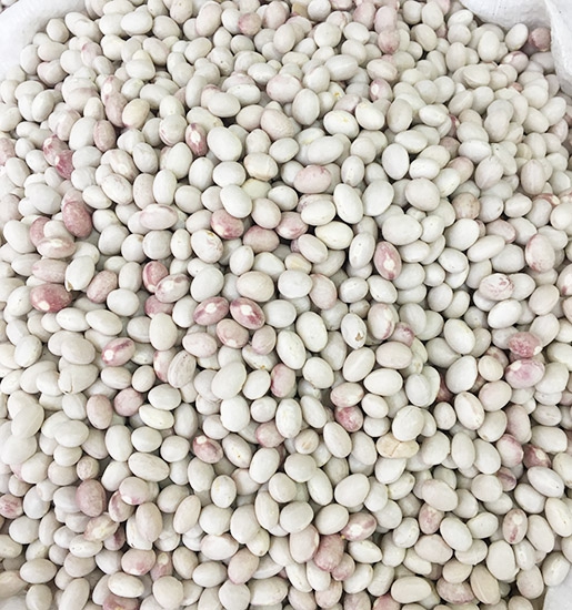 Kelkit Benekli Şeker Fasulye ( 1 Kg )