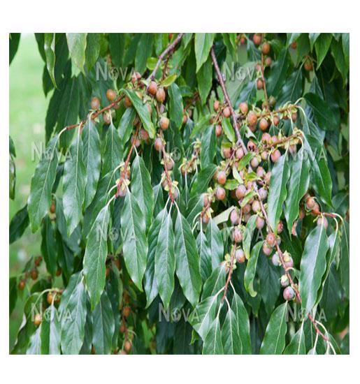 Kara Hurma - Artvin Berta (500gr)