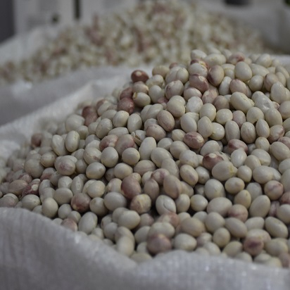 Kelkit Benekli Şeker Fasulye ( 1 Kg )