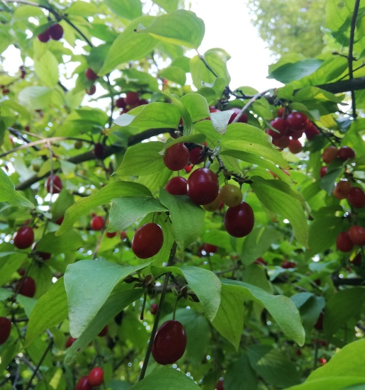 Kızılcık Pestili, Artvin Berta (Net 500 Gr)