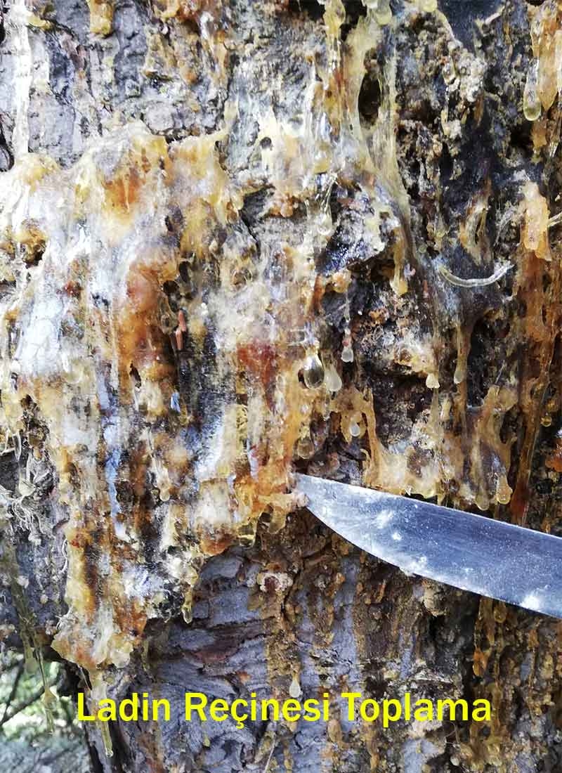 Ladin Reçinesi Kremi 40 ml