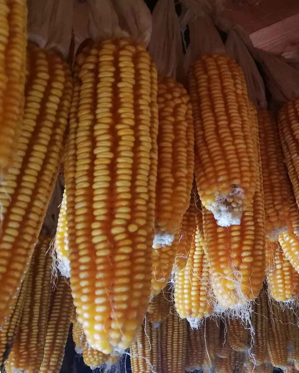Organik Mısır Tohumu Koçanı