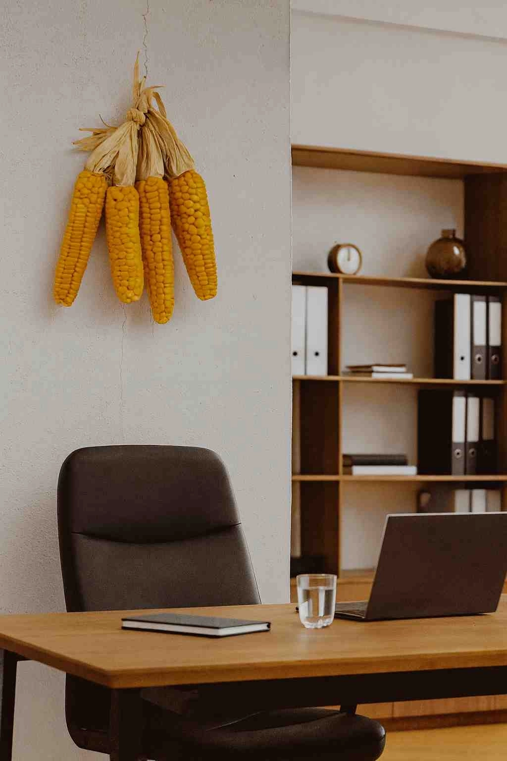 Ata Tohumu Organik Mısır (1 Adet)