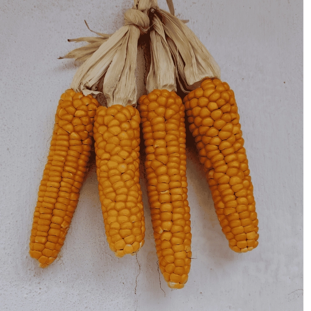 Ata Yadigarı Yerli Mısır Tohumu (500 g)