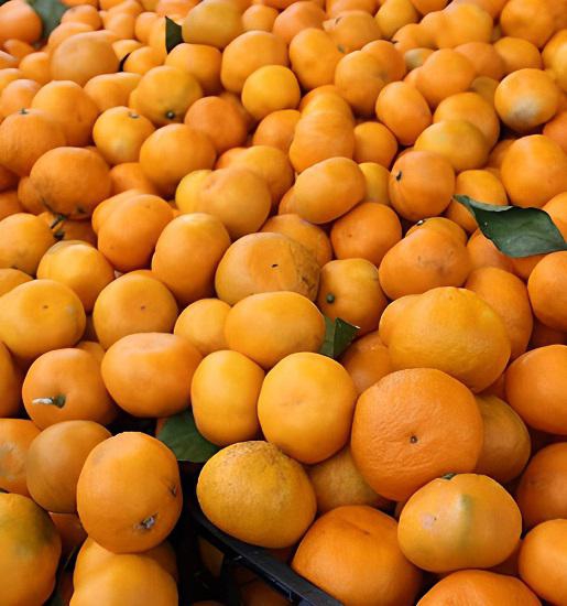 Rize Mandalinası (1 Kg)