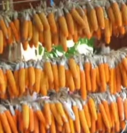 Mısır Unu Taze - GDO İçermeyen Yerli Tohum ( 1 Kg )