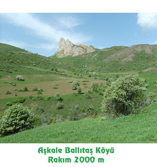 Doğal Yayla Çiçek Balı