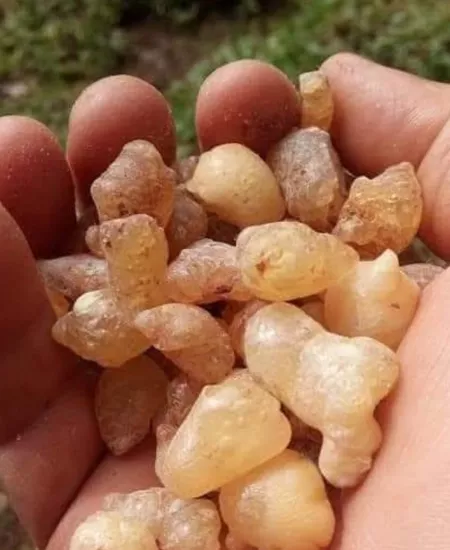 Artvin’den Çam Sakızı Çiğnemelik Köknar Sakızı