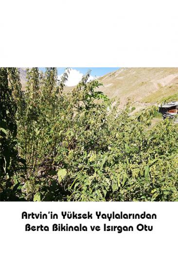 Isırgan Otu Tohumu  Bal Karışımı