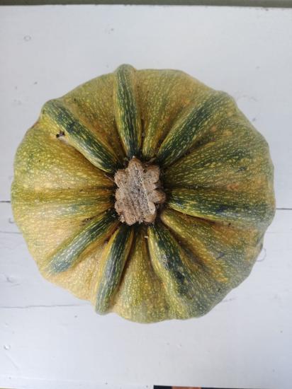 Geleneksel Ata Tohumu Kara Kabak 