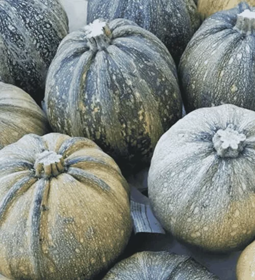 Geleneksel Ata Tohumu Kara Kabak Çekirdeği