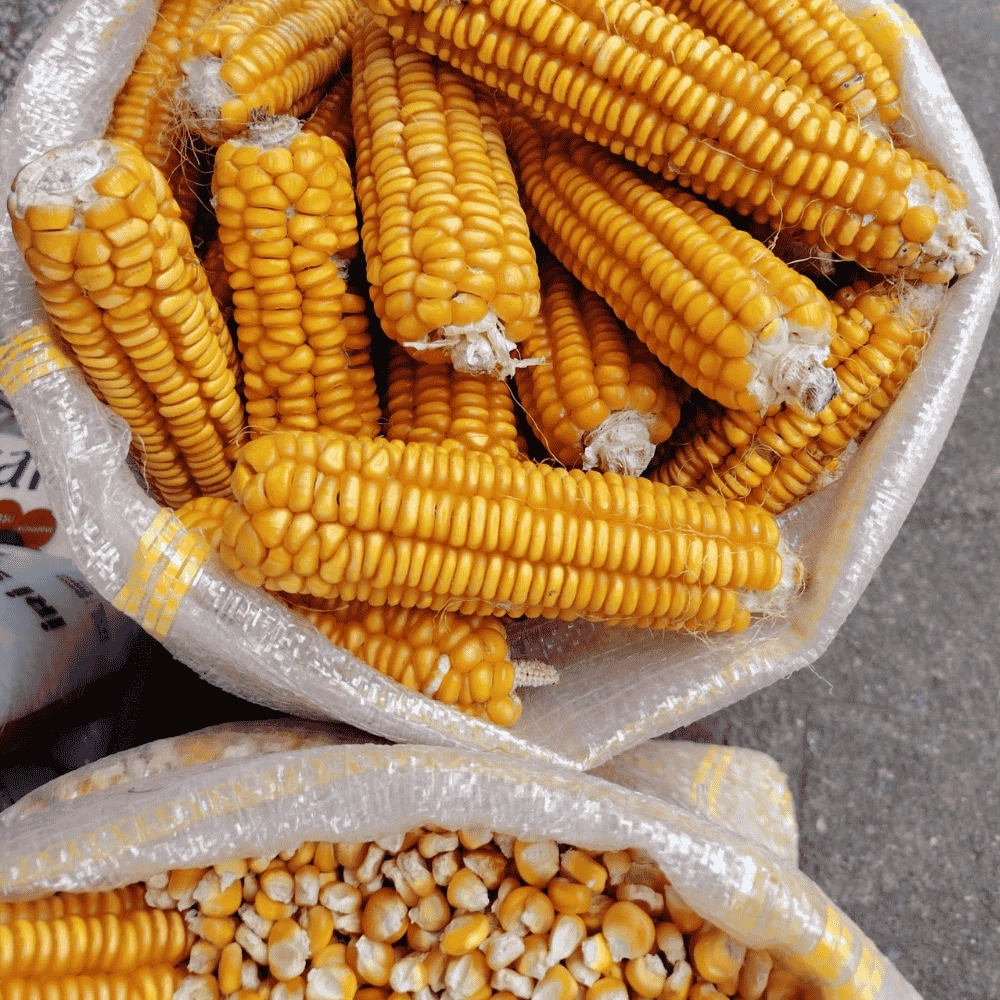 Ata Tohumu Kavrulmuş Mısır Unu 1 Kg | Artvin Borçka Taş Değirmen
