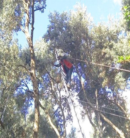 Yusufeli Butko Zeytin Birinci Sınıf  1 Kg 